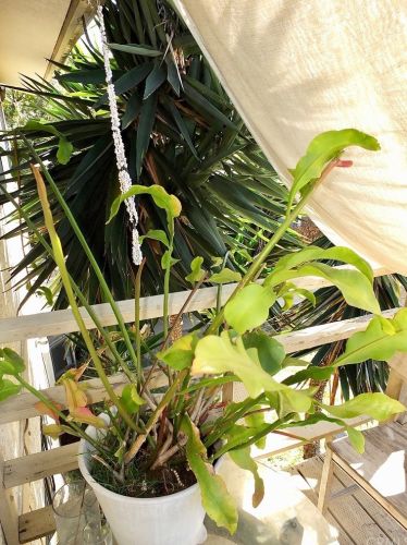 362 Orizaba Ave, Long Beach CA 90803-5854 exterior