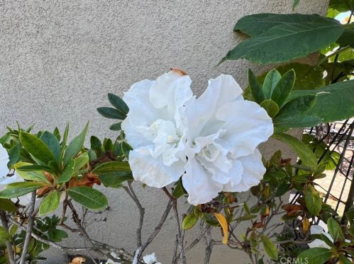 2509 180 St, Torrance CA  90504-5204 exterior