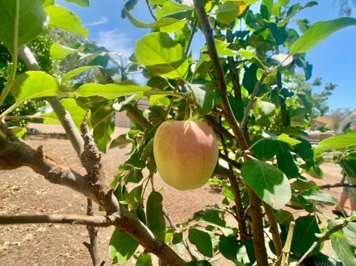 2435 Deland Dr, Alpine CA  91901-3192 exterior