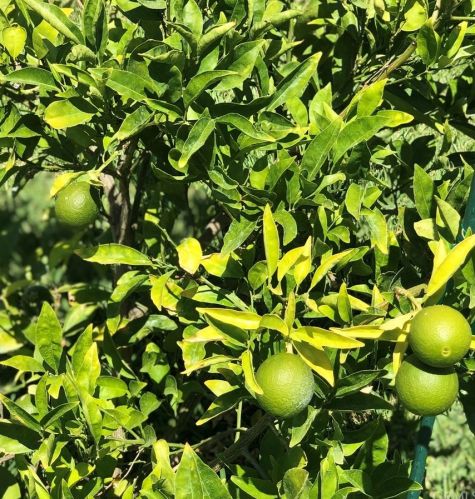 1563 Dawley Ave, City Of Industry CA  91744 exterior