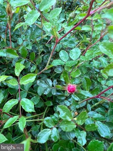 17925 Windward Dr, Lewes DE  19958-4139 exterior