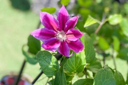 1159 Bubbling Springs Dr, Graniteville SC  29829 exterior