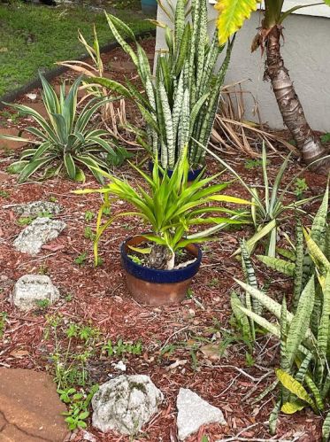 519 Pameto Rd, Nokomis FL  34275-3003 exterior