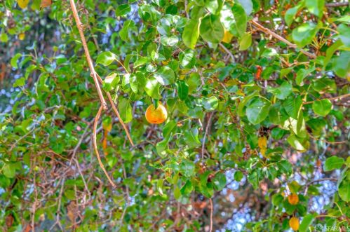 1917 Oregon St, Berkeley CA 94705-1114 exterior