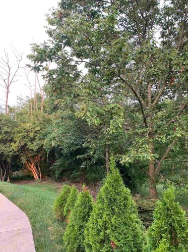 1233 Thistleridge Dr, Taylorsport KY  41048-8774 exterior