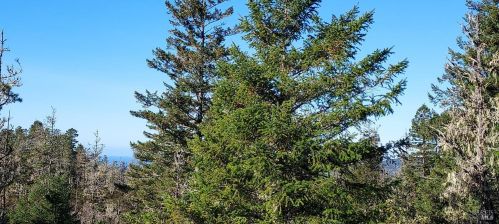 43400 Iversen Rd, The Sea Ranch CA  95445-7582 exterior