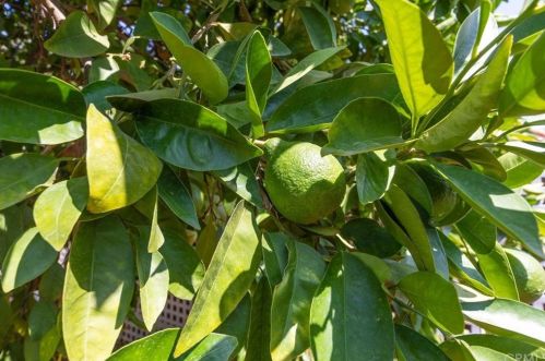 29216 Lotus Cir, Menifee CA  92586-2820 exterior