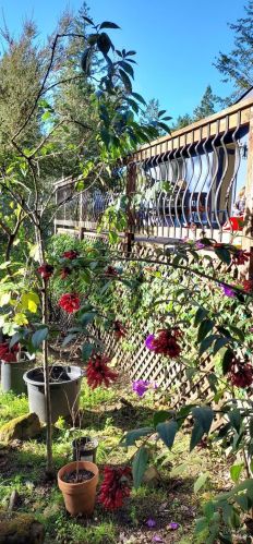 43400 Iversen Rd, The Sea Ranch CA  95445-7582 exterior