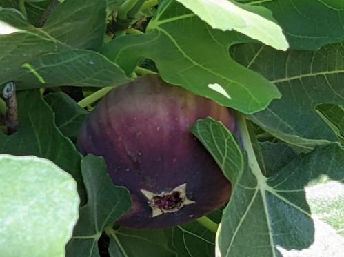 1087 Via Verona Dr, Chico CA  95973-1030 exterior