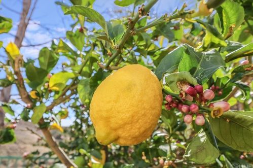 4110 Eagle Flight Dr, Simi Valley CA 93065-0225 exterior