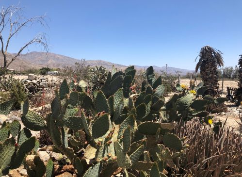 19605 Prospect St, Desert Hot Springs CA  92241-7871 exterior