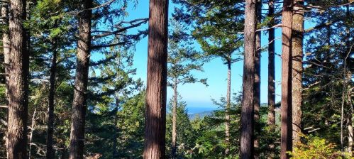 43400 Iversen Rd, The Sea Ranch CA  95445-8445 exterior