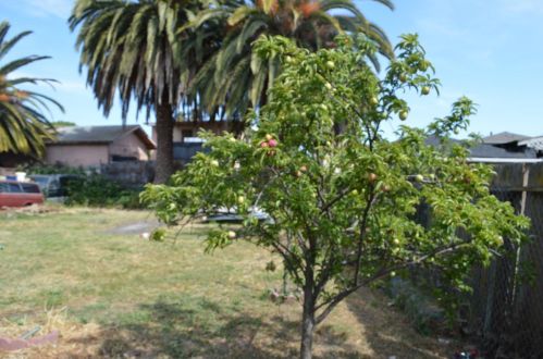 1226 81 Ave, Oakland CA  94621-2412 exterior