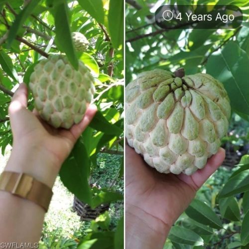 206 Floyd Ave, Lehigh Acres FL 33971-1716 exterior