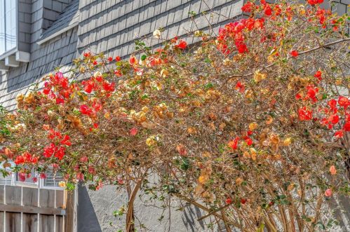 1917 Oregon St, Berkeley CA 94705-1114 exterior