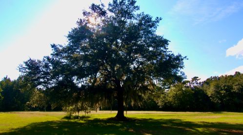 3189 Edenvale Rd, Johns Island SC  29455-7536 exterior