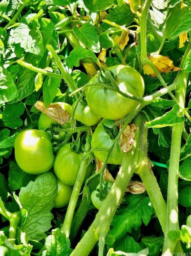 2610 Kansas Ave, South Gate CA 90280-4021 exterior