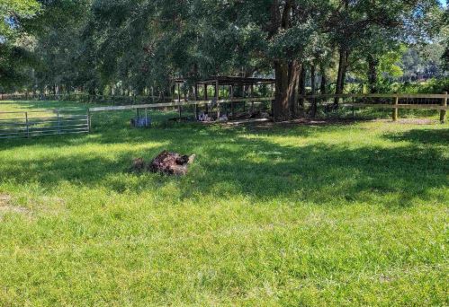 99 40th Ave, Bell, FL 32619-2716