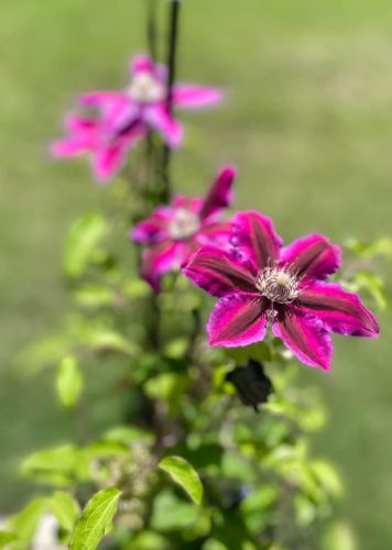 1159 Bubbling Springs Dr, Graniteville SC  29829 exterior