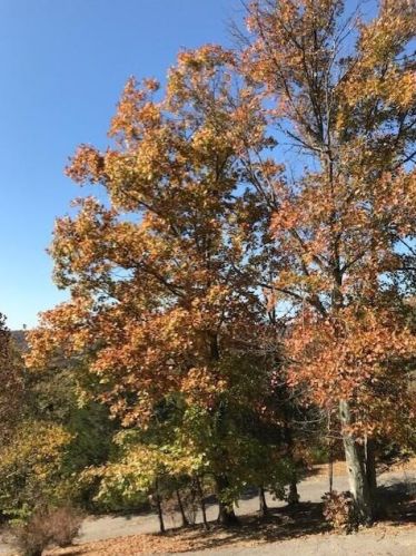 499 Jo Ann Ln, Grants Lick KY  41001-8921 exterior