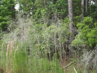 100 Drayton Island Rd, Georgetown, FL 32139-3114