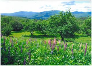 43 Buffalo Rd, Ellsworth NH  03266-3235 exterior