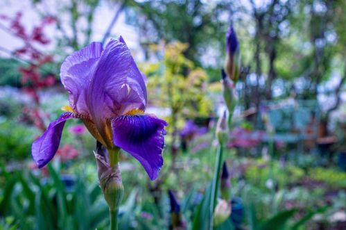 214 Depot St, Grass Valley CA  95945-6827 exterior