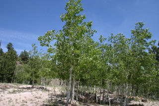 2938 Ranch Rd, Hartsel, CO 80449-8505