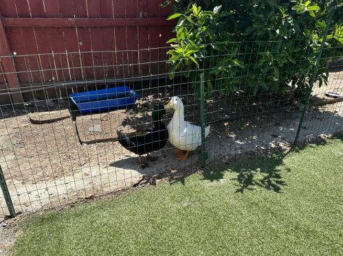 544 Sequoia Rd, Hayward CA  94541-6119 exterior