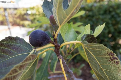 720 21 St, Oakland CA 94606-2014 exterior