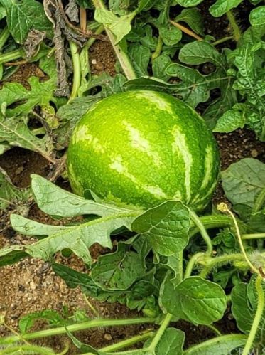 15560 Leadwell St, Van Nuys CA 91406-3110 exterior