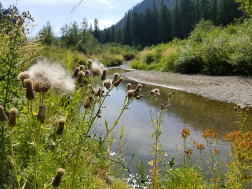 3113 Aladdin Rd, Colville, WA 99114-9134