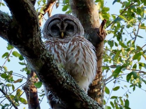 211 Bayshore Dr, Saint George Island FL  32328-3365 exterior