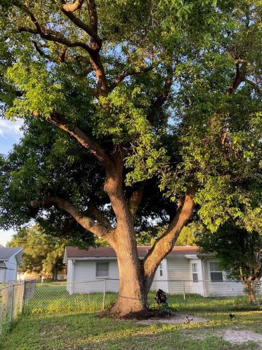 4306 Newgate Ave, Tarpon Springs FL  34691-1707 exterior