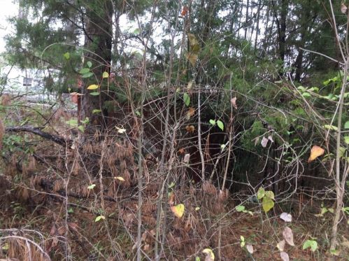 0000 Forest Hill Dr, Fincastle, TX 75763-3130