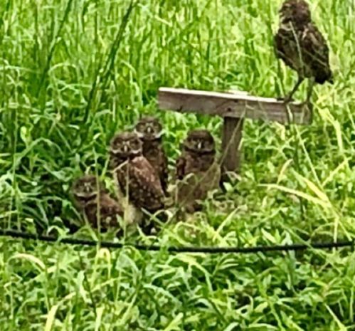 651 Seaview Ct, Marco Island FL  34145-2919 exterior