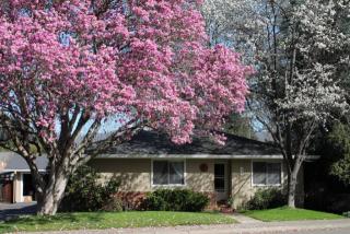545 Live Oak Ave, Ukiah, CA 95482-3730