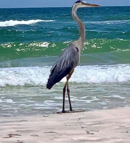 1804 Gulf Bch Dr, Saint George Island FL  32328-2827 exterior