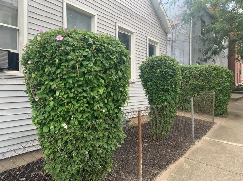 313 11th St, Covington, KY 41011-3217