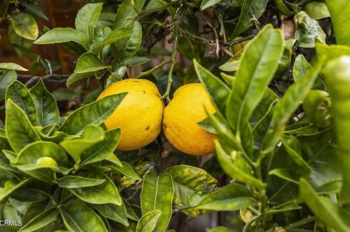 1121 Port Cir, Oxnard CA  93035-2212 exterior