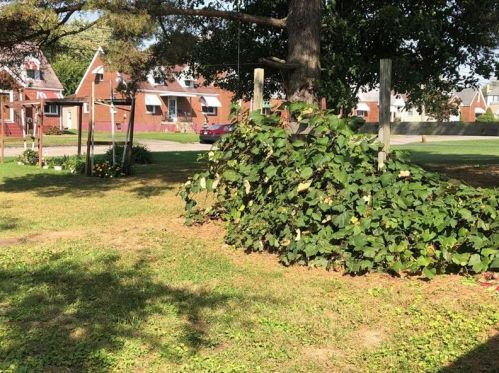 1501 Jackson Ave, New Castle PA 16101-5211 exterior