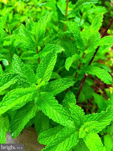 17925 Windward Dr, Lewes DE  19958-4139 exterior