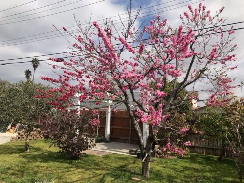 1356 Winston Ct, Upland CA 91786-3215 exterior