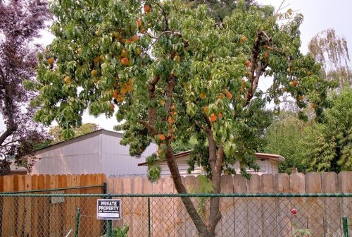 1087 Via Verona Dr, Chico CA  95973-1030 exterior