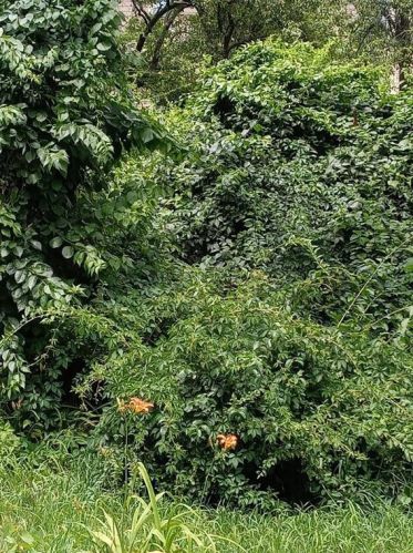 126 Silver Spring St, Providence RI  02904-2523 exterior