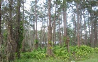 14725 Capri Rd, Orlando, FL 32832-6537