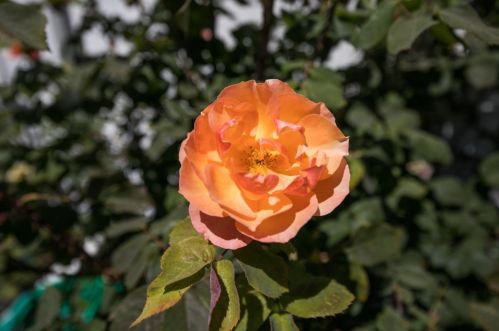 22 Henry Pl, Millbrae CA  94030-1610 exterior