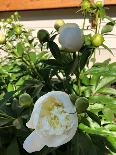 53 American Ave, Keene NH  03431-4803 exterior