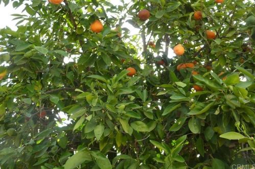 19390 White Birch Ct, Lake Elsinore CA  92530-6374 exterior