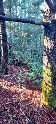 43400 Iversen Rd, The Sea Ranch CA  95445-7582 exterior